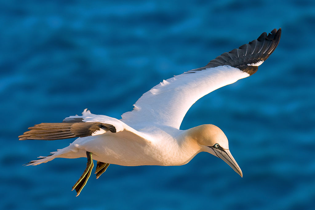 Aproximación a las colonias de aves marinas del Parque Nacional
