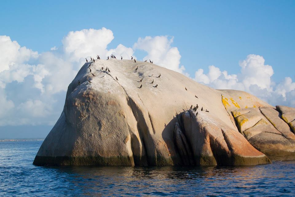 Observación de aves marinas y cetaceos en el Chasula