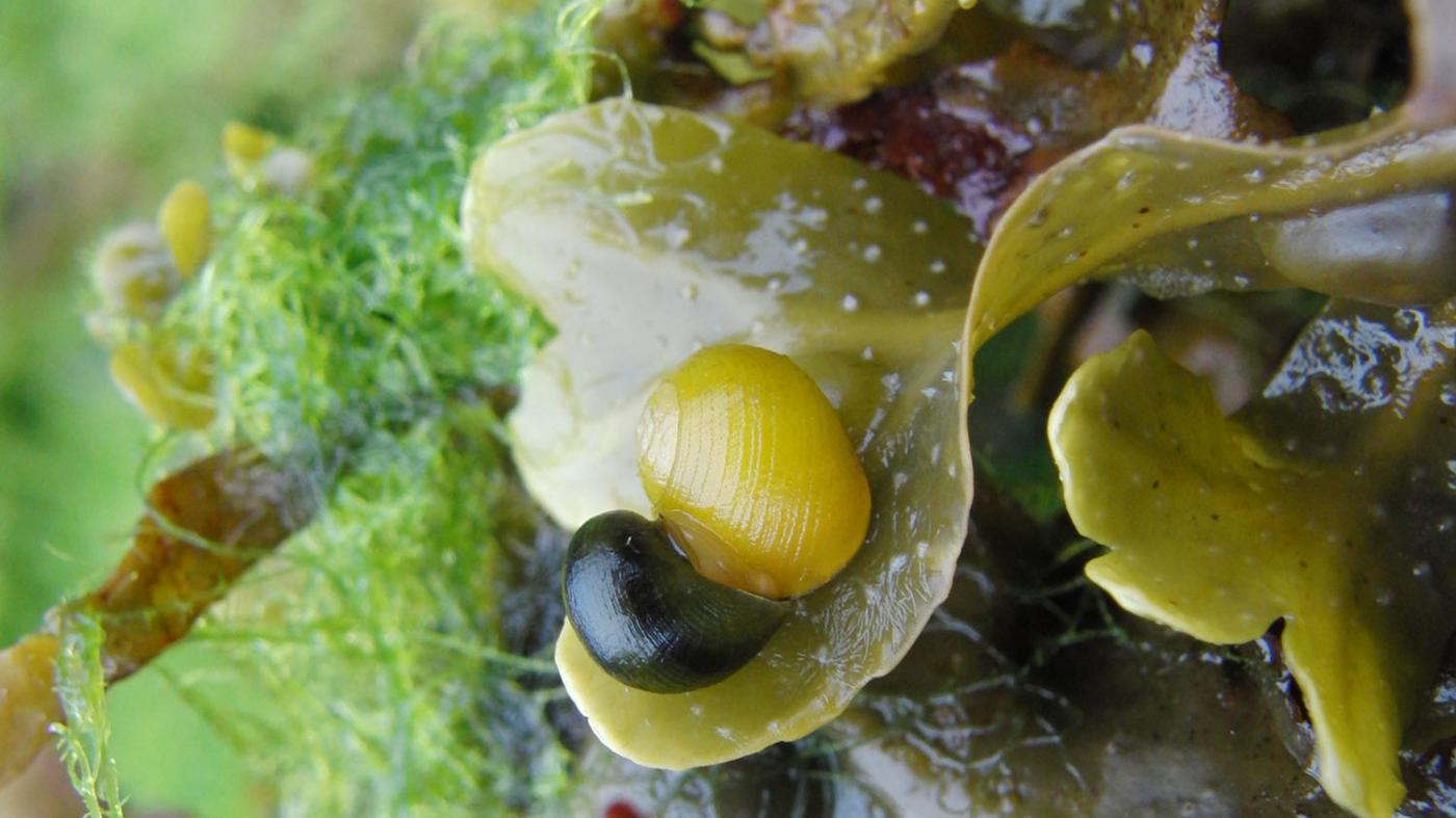 Unha tese analiza as principais causas do polimorfismo cromático do caracol mariño ‘Littorina fabalis’