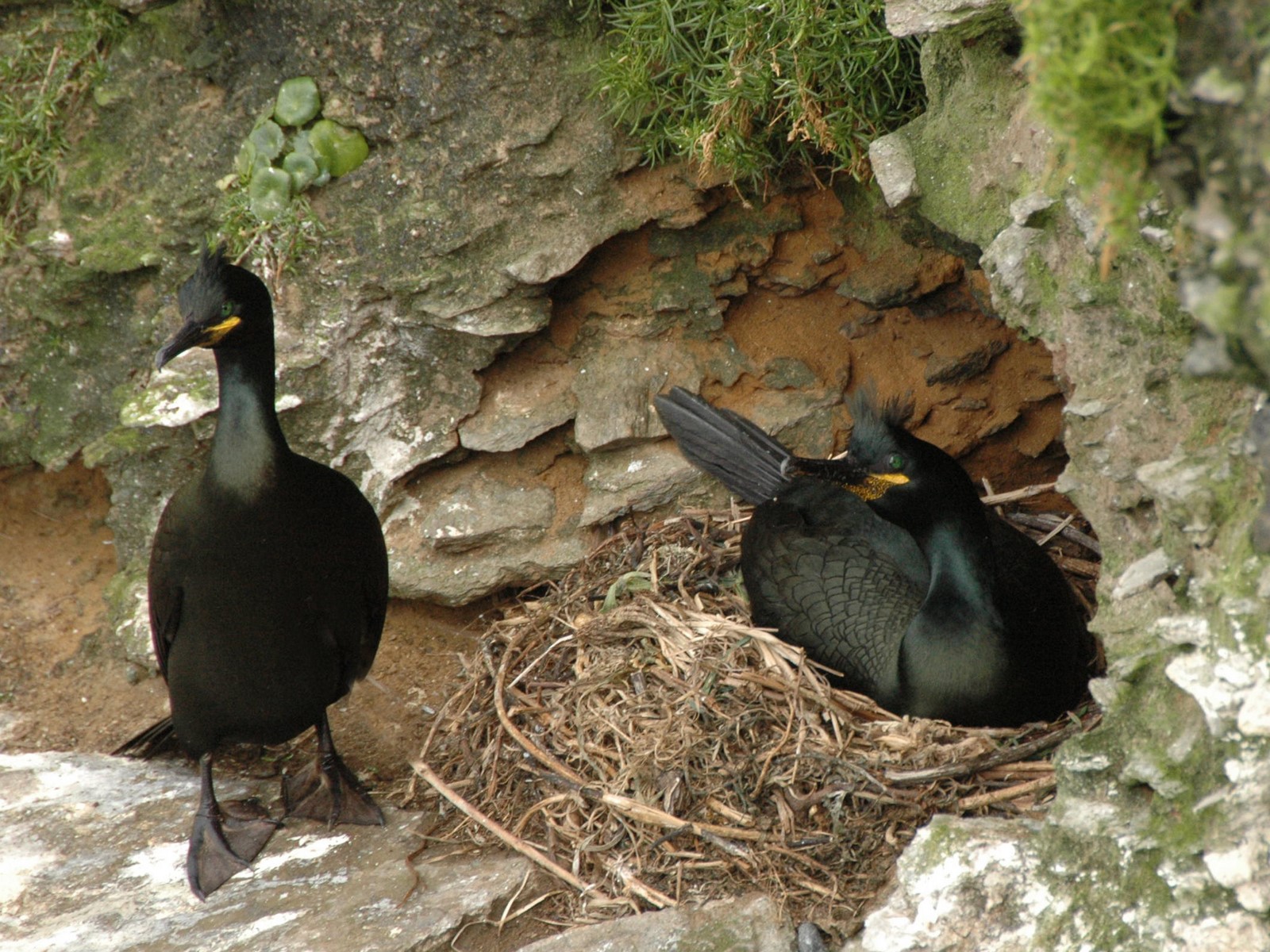 O Parque Nacional incorpora dous novos exemplares ao seu proxecto de seguimento remoto do corvo mariño
