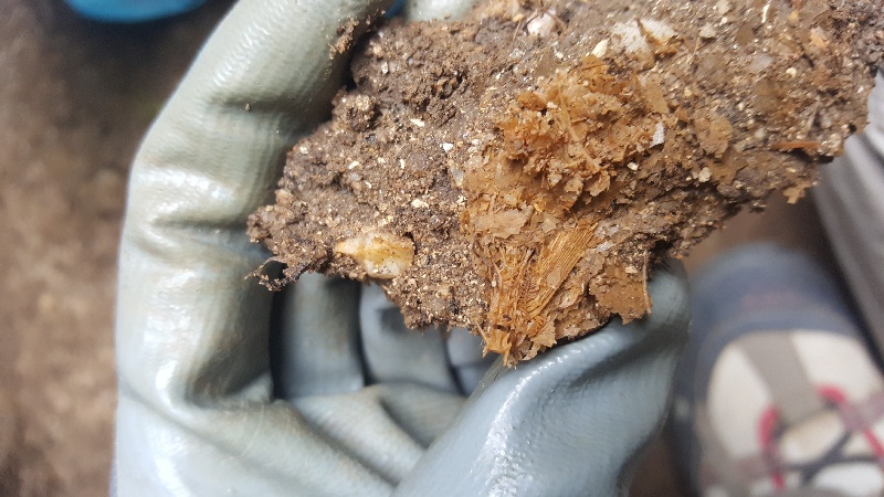 Descobren restos de peixe de hai 1.700 anos nunha factoria de salazón en O Grove