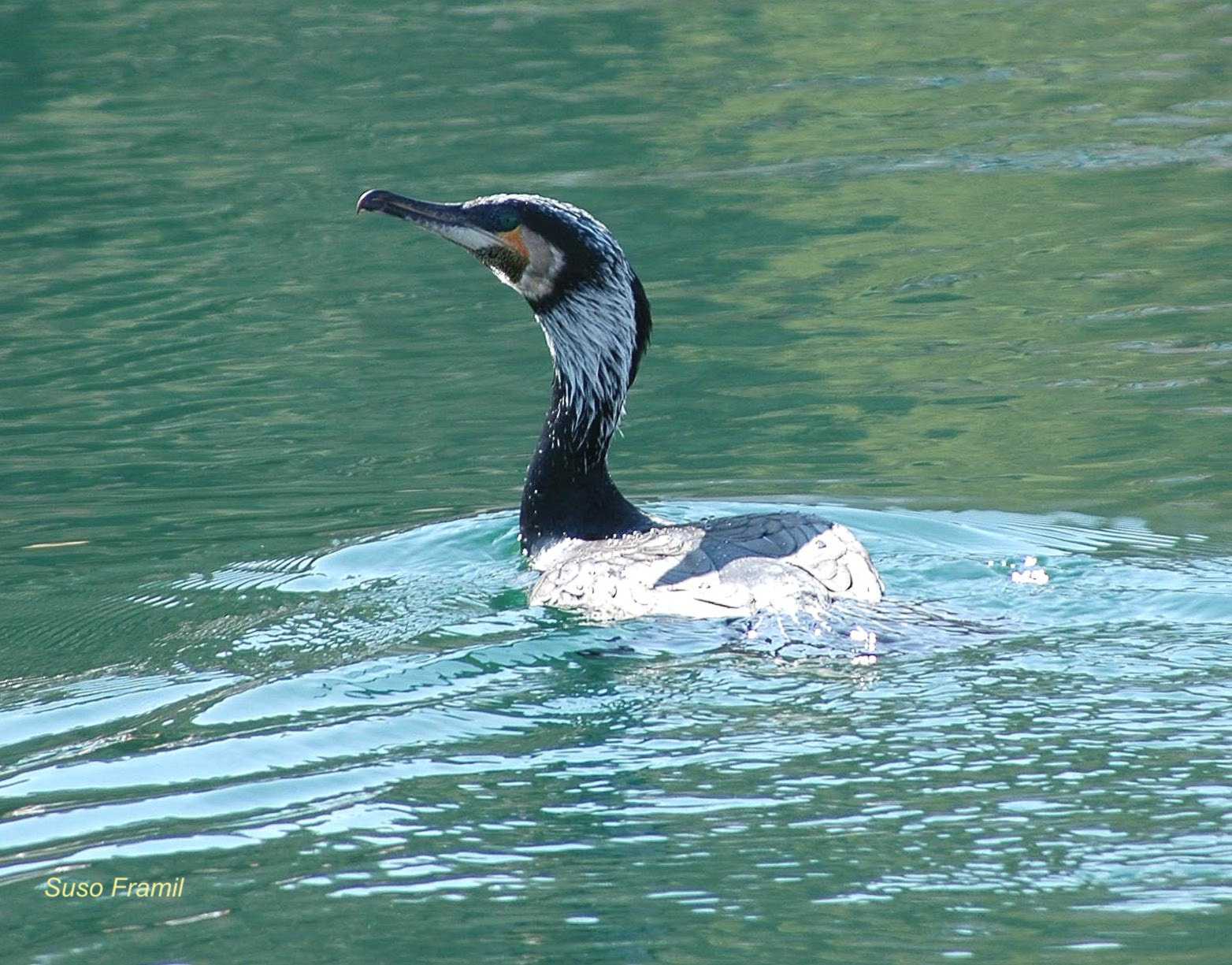 Corvo mariño grande ou real na xunqueira do río Lagares
