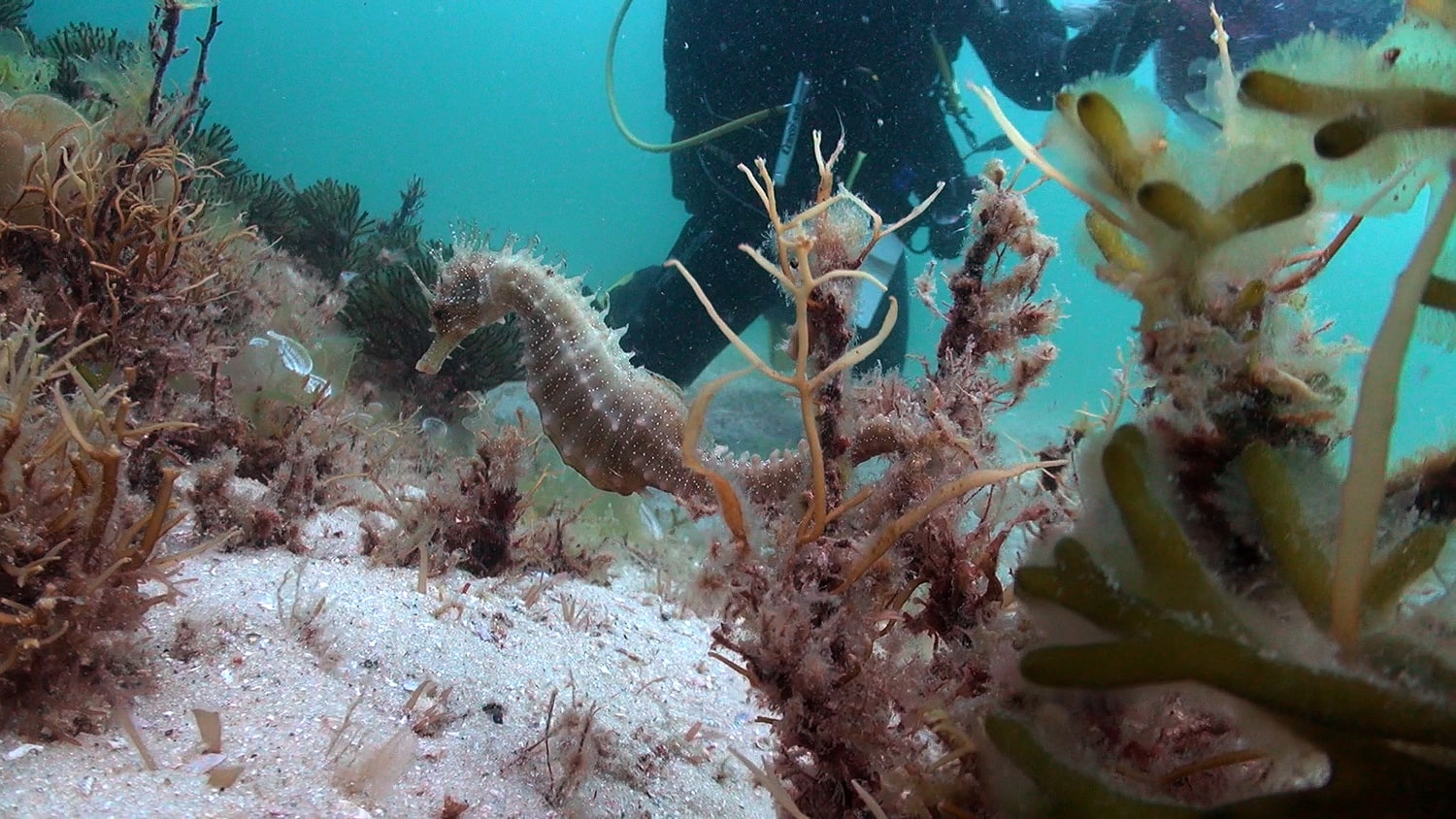 El CSIC descubre en las islas Cíes el caballito de mar narigudo