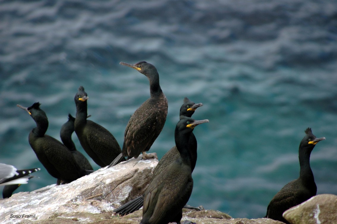 Seguimento poboacións de aves mariñas no Parque Nacional Illas Atlánticas de Galicia: resultados 2017