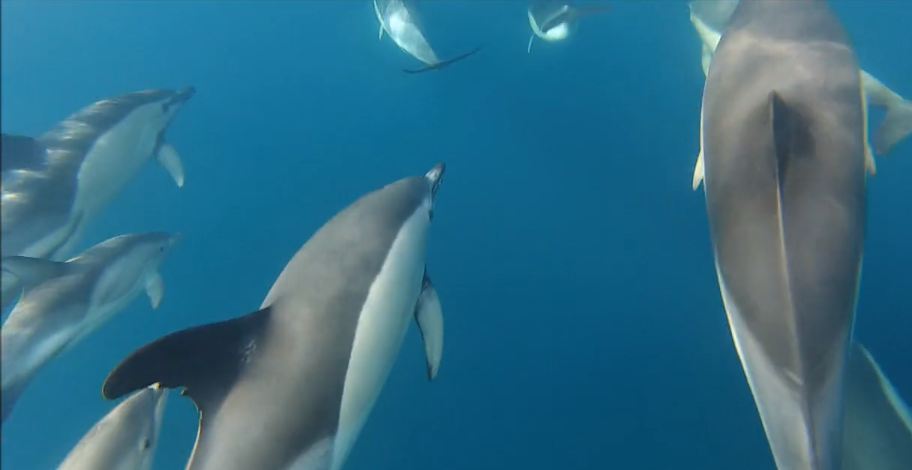 Mergullando con golfiños comúns en Galicia por Ecoloxía Azul