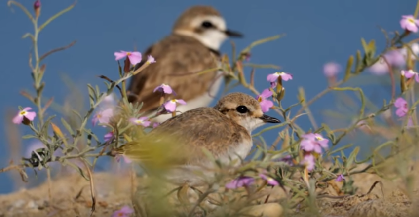 Protección e seguimento durante a nidificación da píllara das dunas nun areal da ría de Vigo