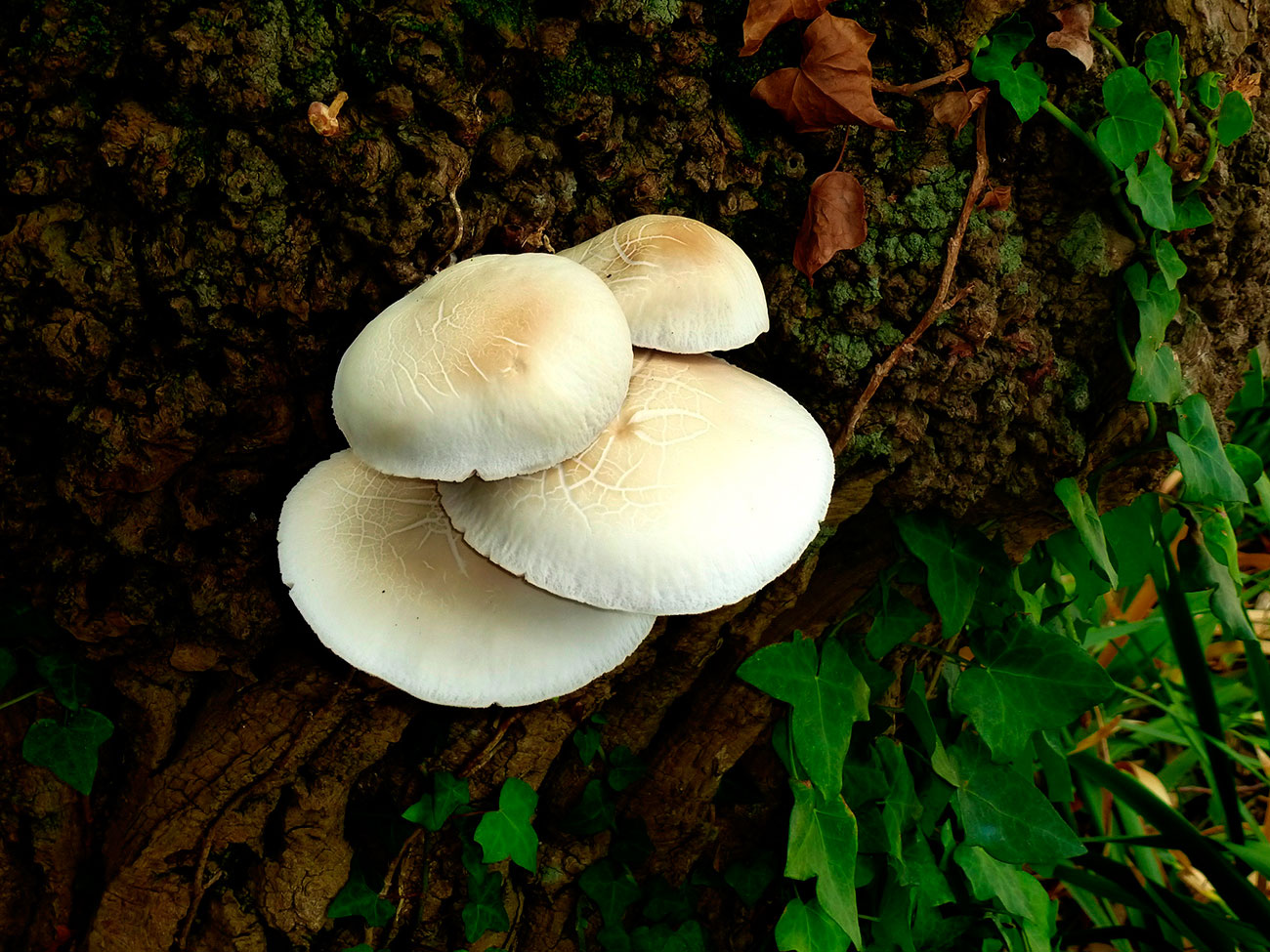 Fungos na illa de Cortegada