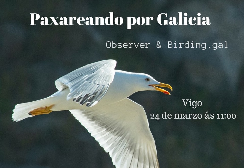 Paxareando por Galicia con Observer & Birding.gal en Vigo