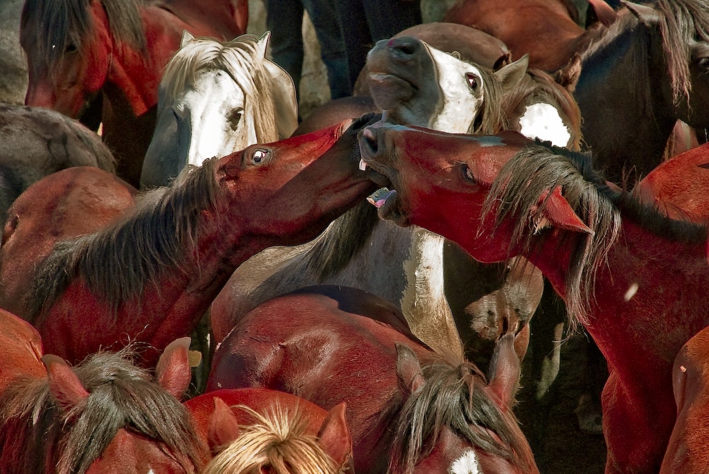Alianza por la conservación del caballo de monte gallego
