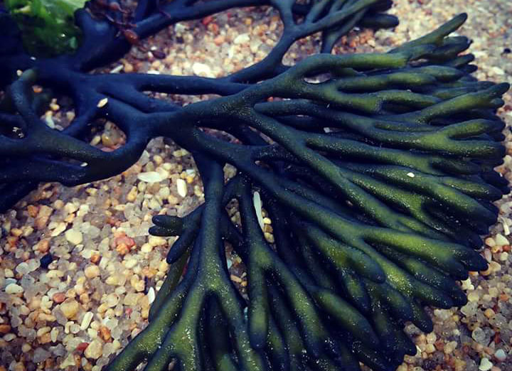 Un estudo analiza a capacidade de colonización en Galicia da alga invasora ‘C. fragile’