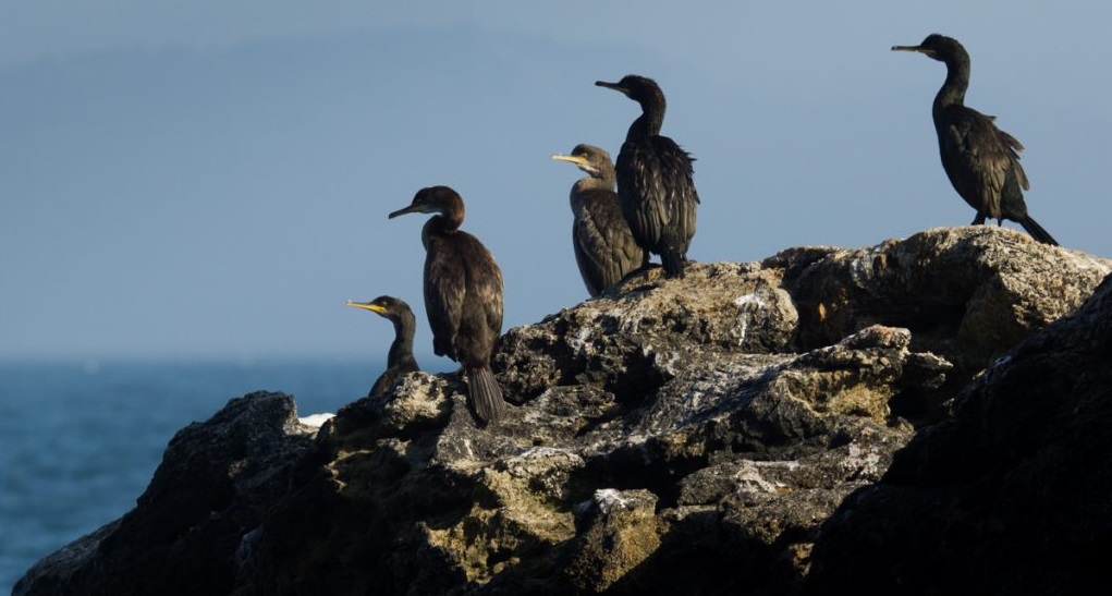 Grupo de corvos mariños cristados descansando no litoral rochoso