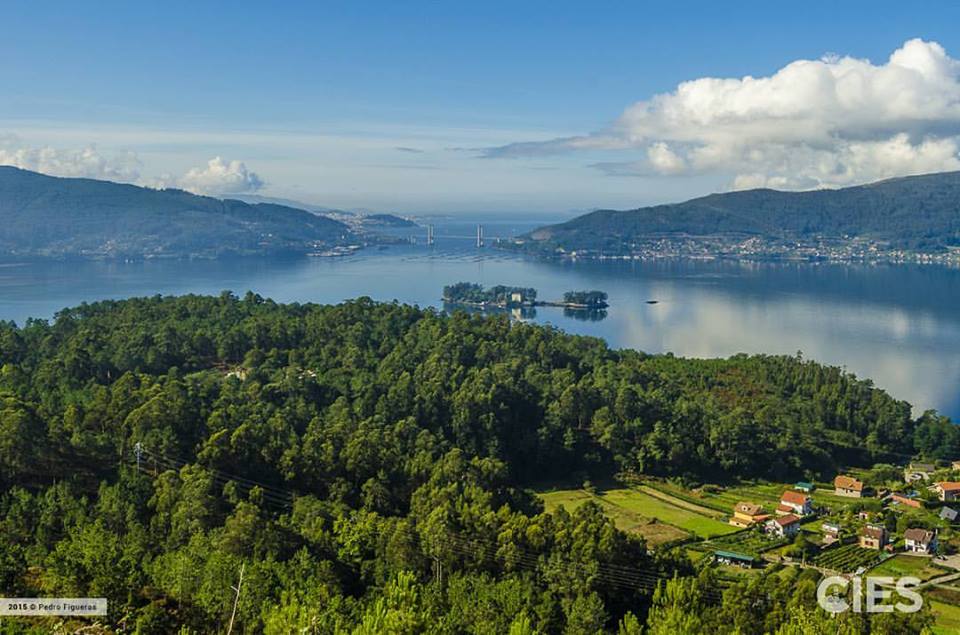 Un estudo analiza os bosques primixenios da ría de Vigo e explica a desaparición do carpe