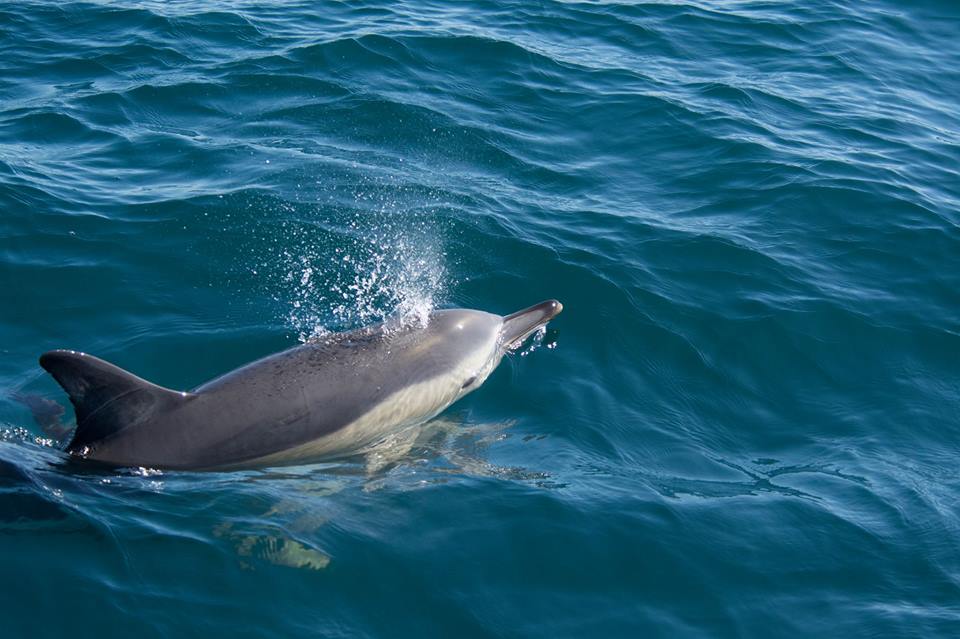 Peláxica dos golfiños navegando no Chasula