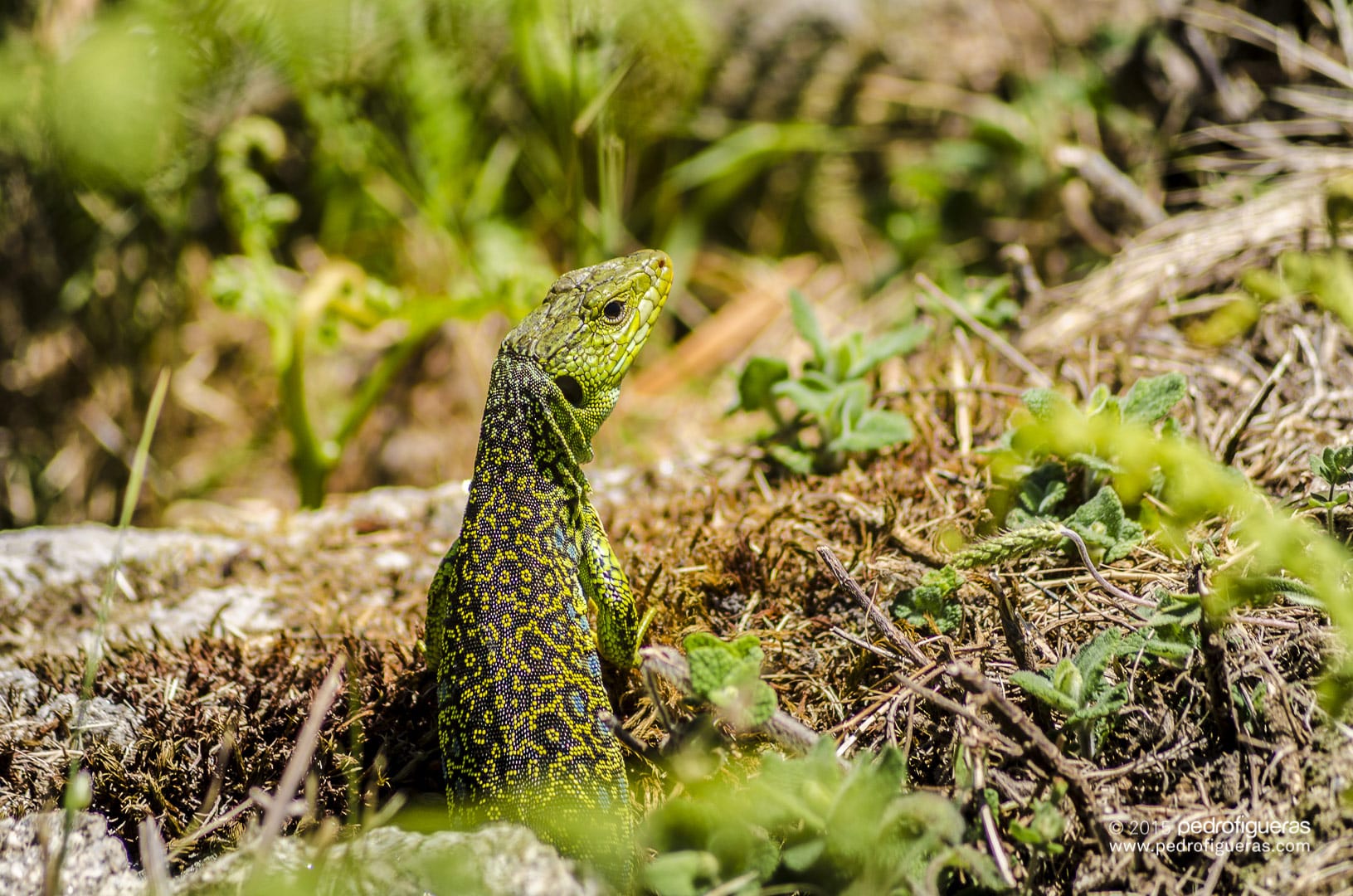 O lagarto arnal sofre adaptacións específicas á insularidade nas illas Atlánticas de Galicia