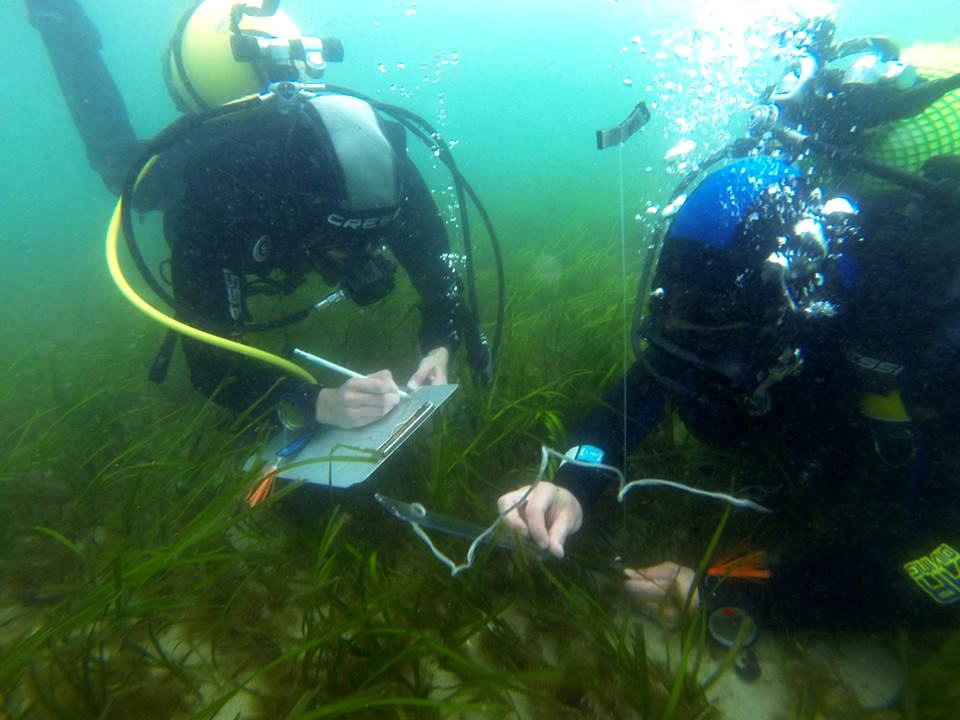 A actividade marisqueira diminúe a capacidade de secuestro de carbono orgánico dunha pradeira mariña submareal (Zostera marina) do entorno da illa de Toralla