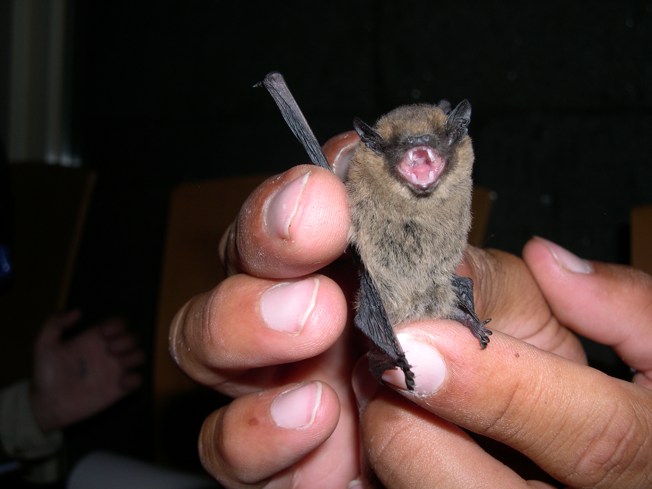 Estudio del hábitat de murciélagos mediante sensores inalámbricos
